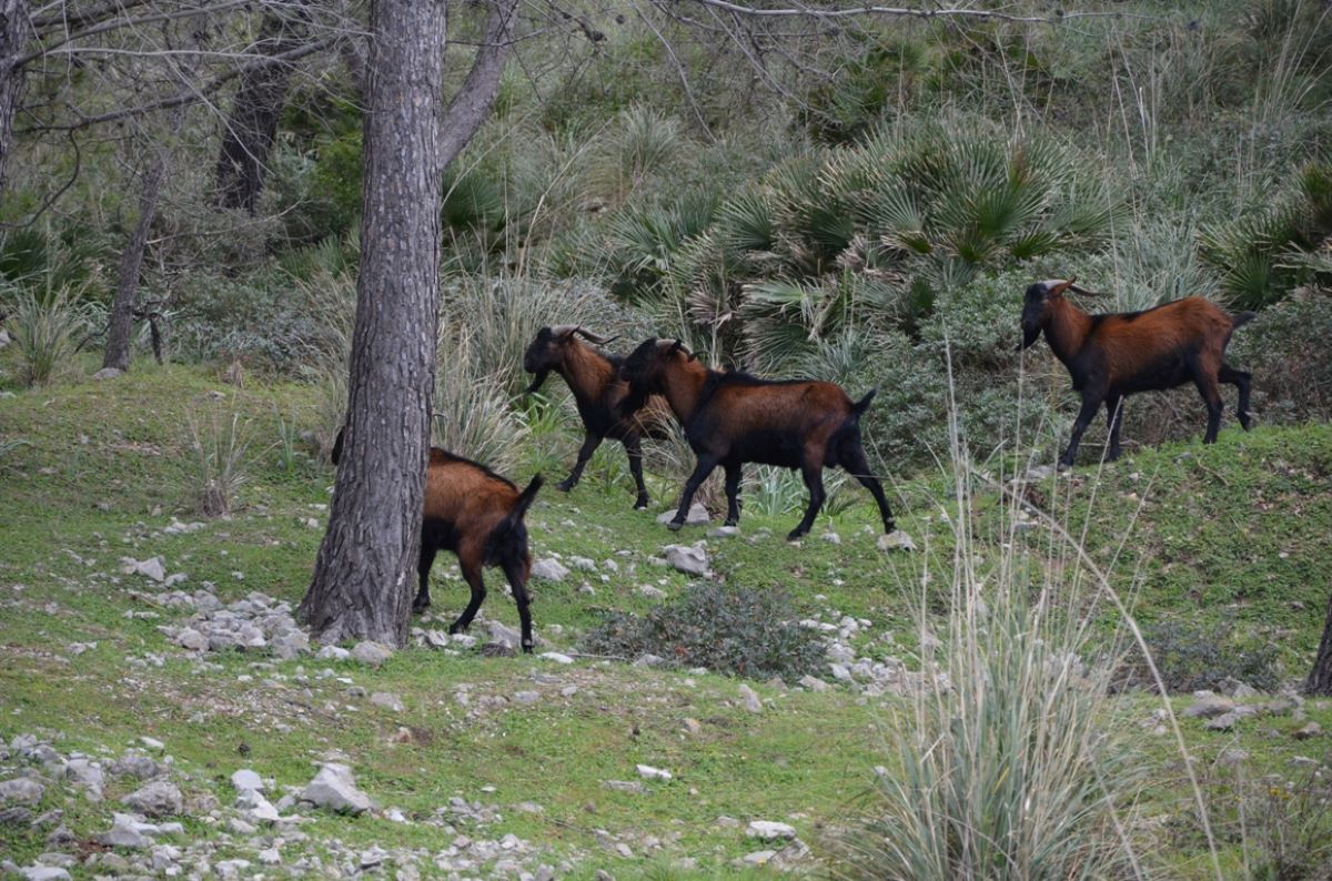 Les cabres assilvestrades es mengen tot el verd que troben indiscriminadament /Cedida