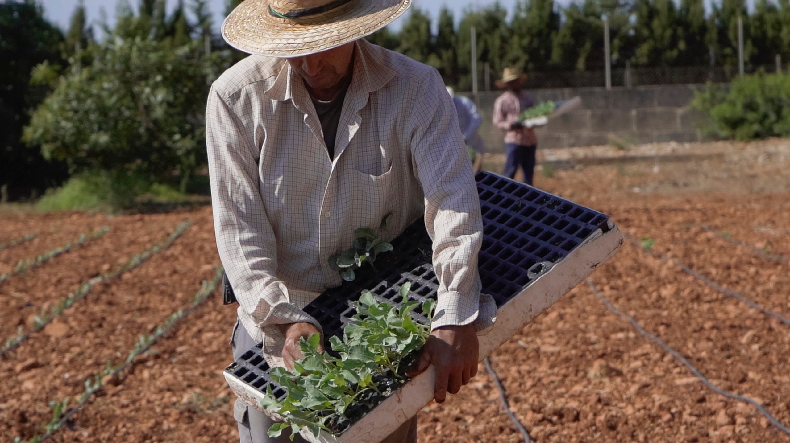 Agricultura destaca l'augment de les ajudes amb la nova PAC| CAIB 