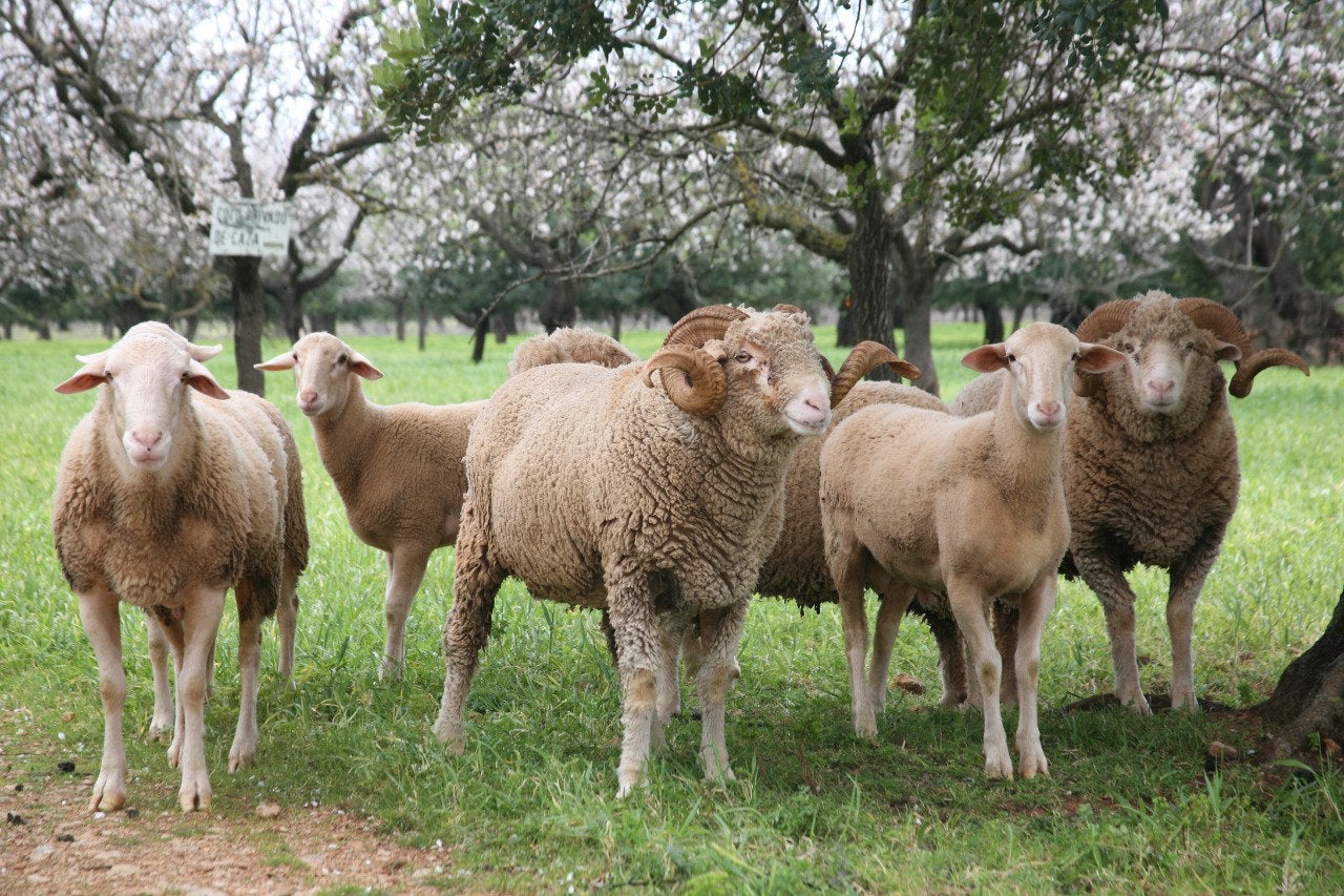 Ramat d'ovelles | Foto: CAIB