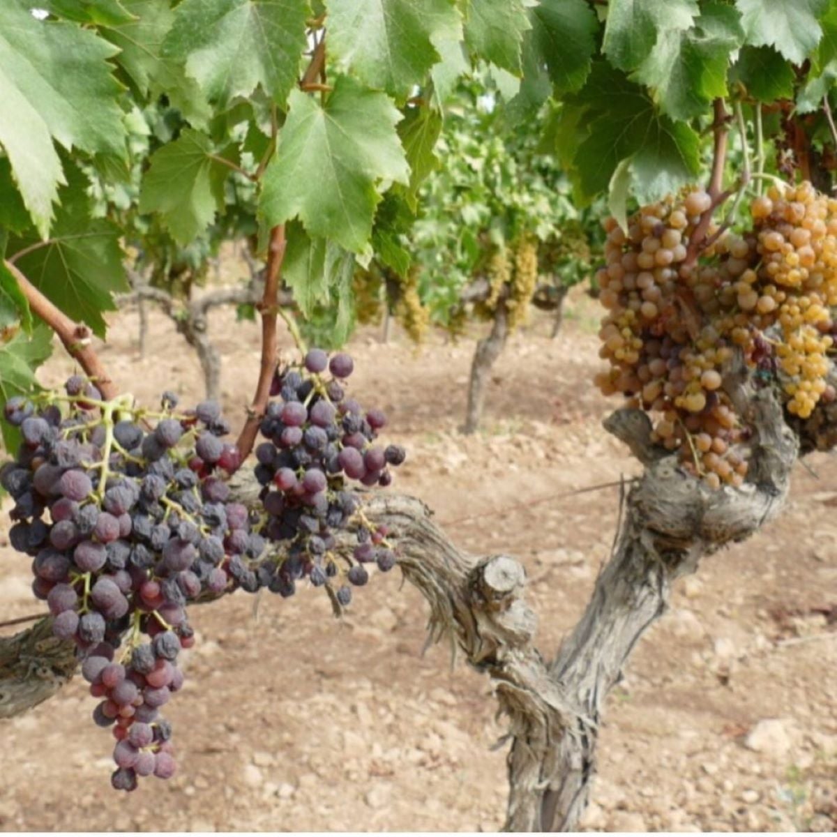 La varietat Giró negre ha estat una de les que han quedat autoritzades per a vinificar a la IGP Vi de la Terra Mallorca/Cedida