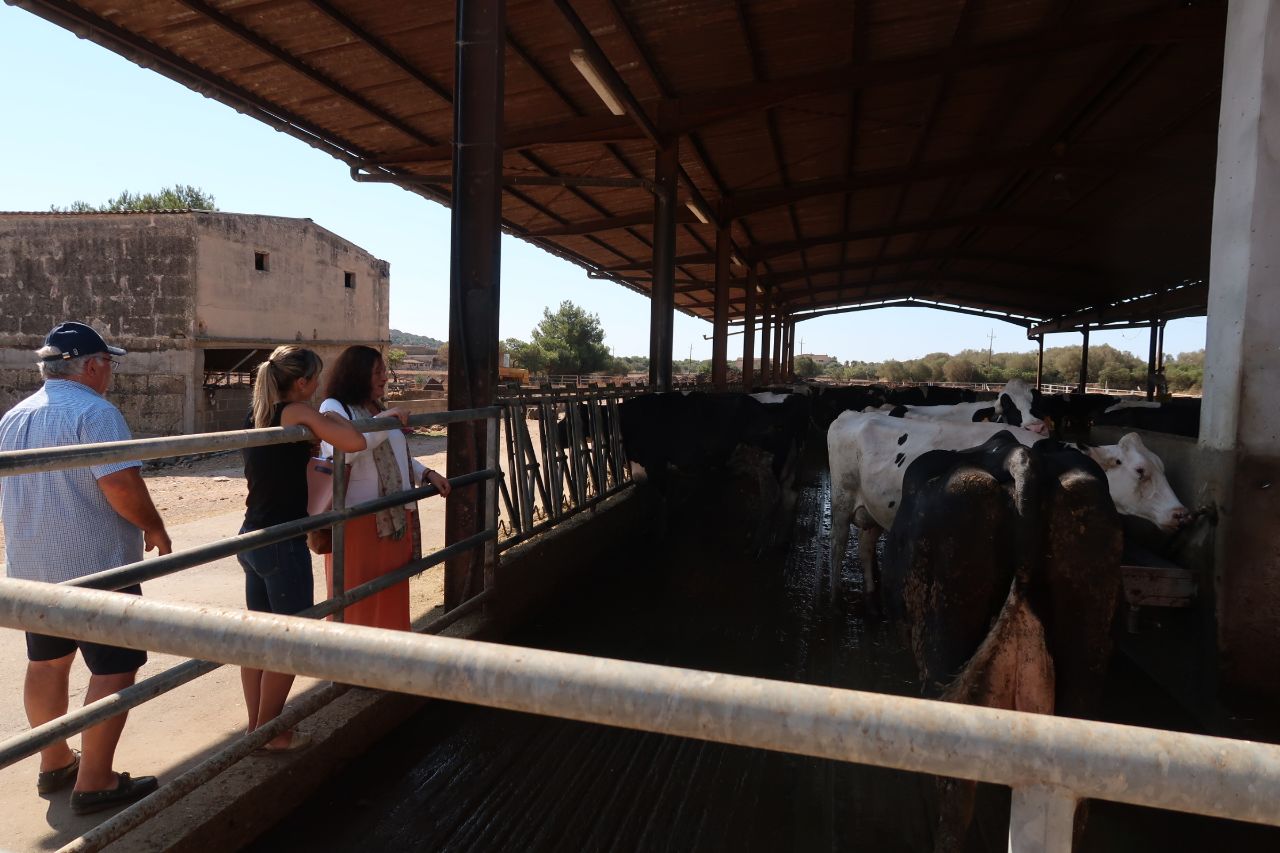Les vaqueries alenen en aconseguir un acord de mínims de la lletera AGAMA i a l'espera des garanties complementàries cara al futur/CAIB