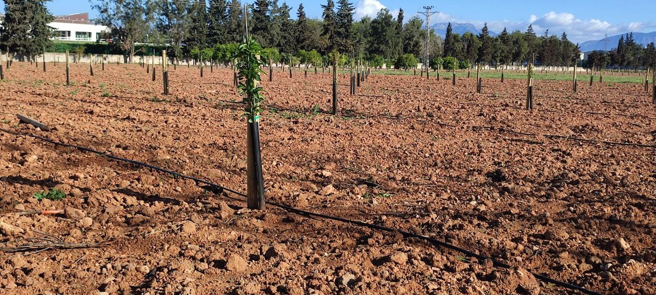 Noves plantacions d'ametllers a les Balears | Foto: CAIB 