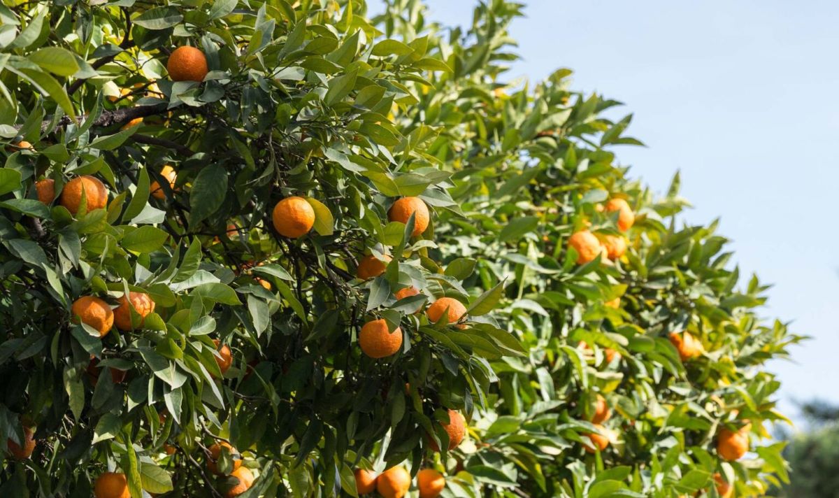Productes com la taronja experimenten un increment de preu fins al 979%, segons COAG/Cedida