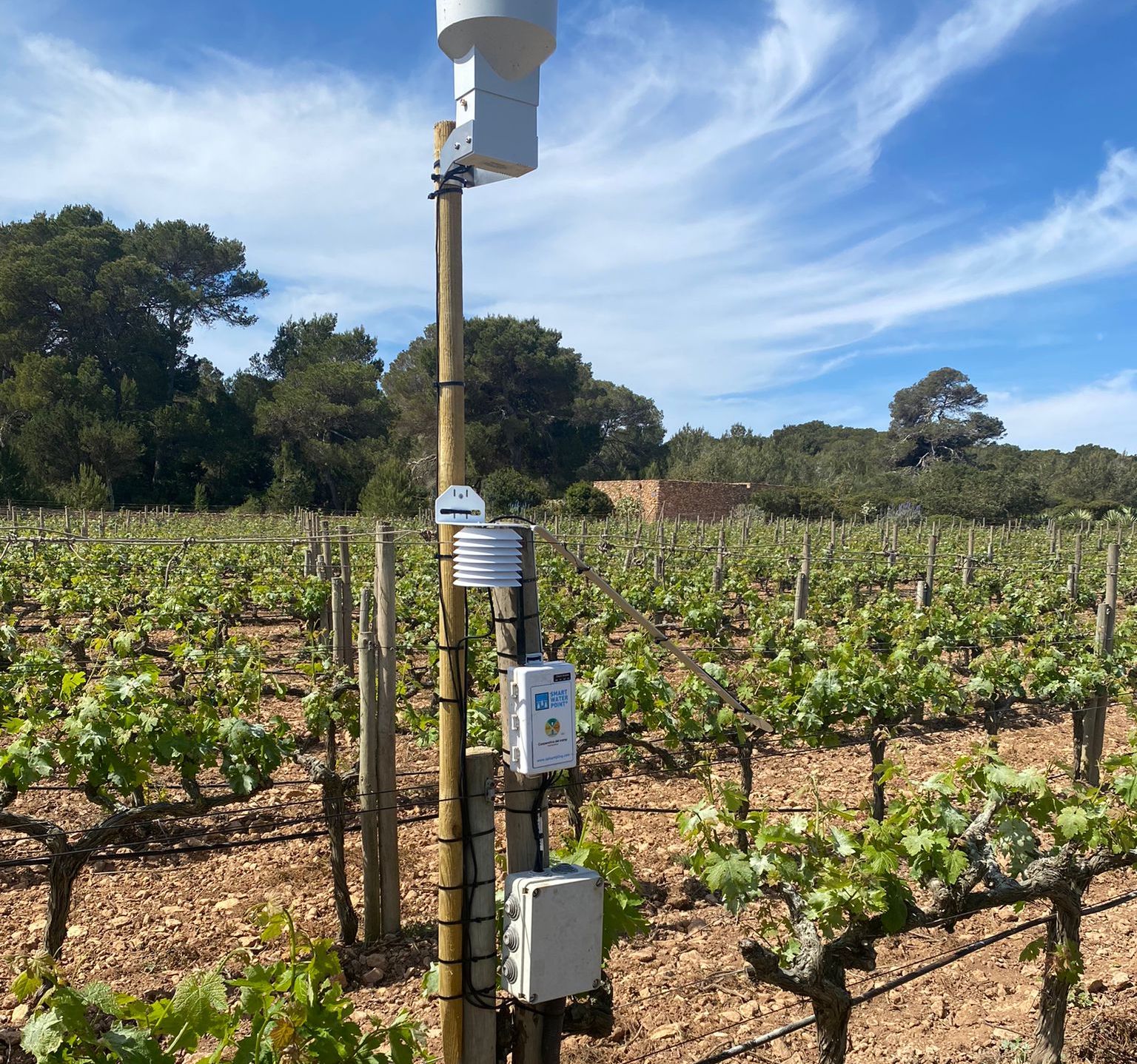 El projecte està implementat per la Cooperativa del Camp i el Consell de Formentera | Foto: cedida 