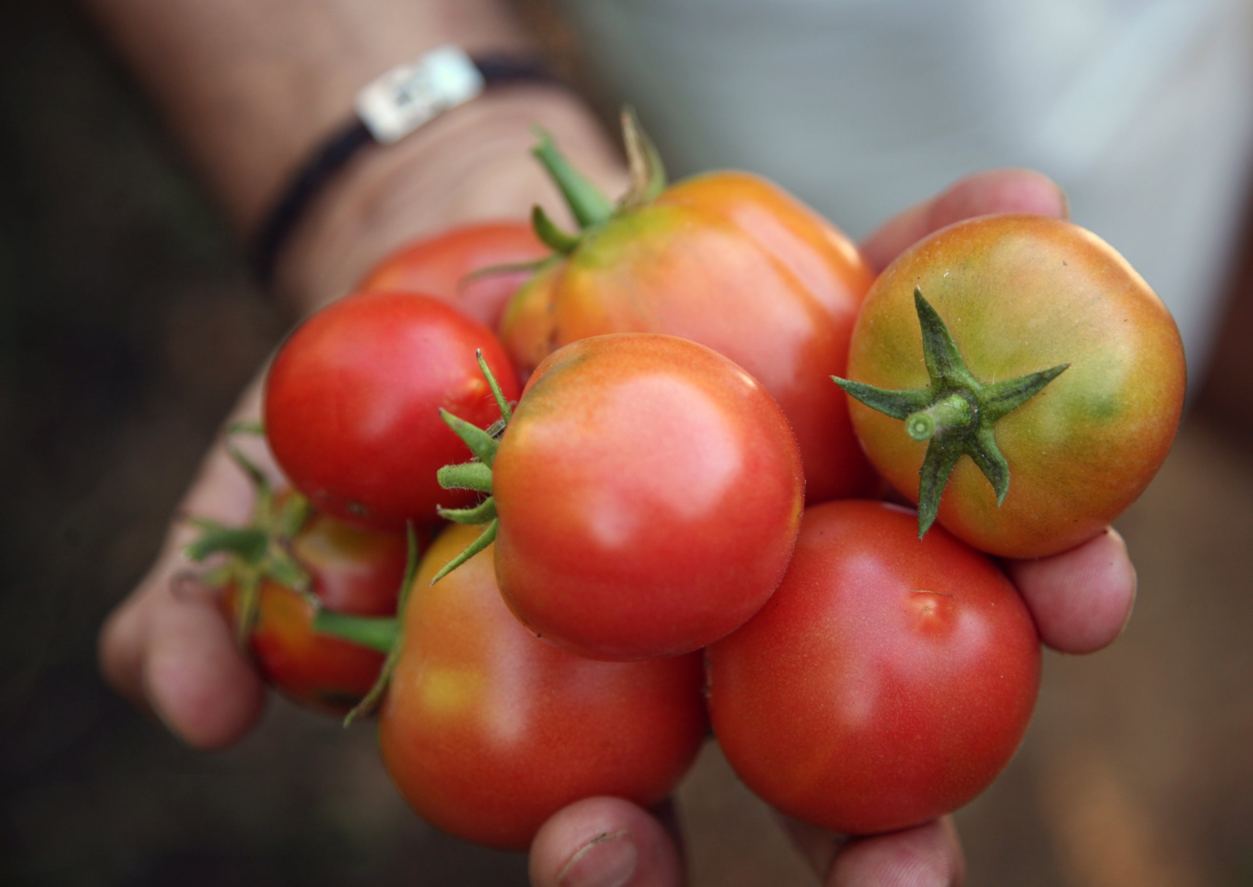 La tomàtiga de ramellet està inclosa dins el Catàleg d'Aliments Tradicionals des de 2018 | Foto: CAIB