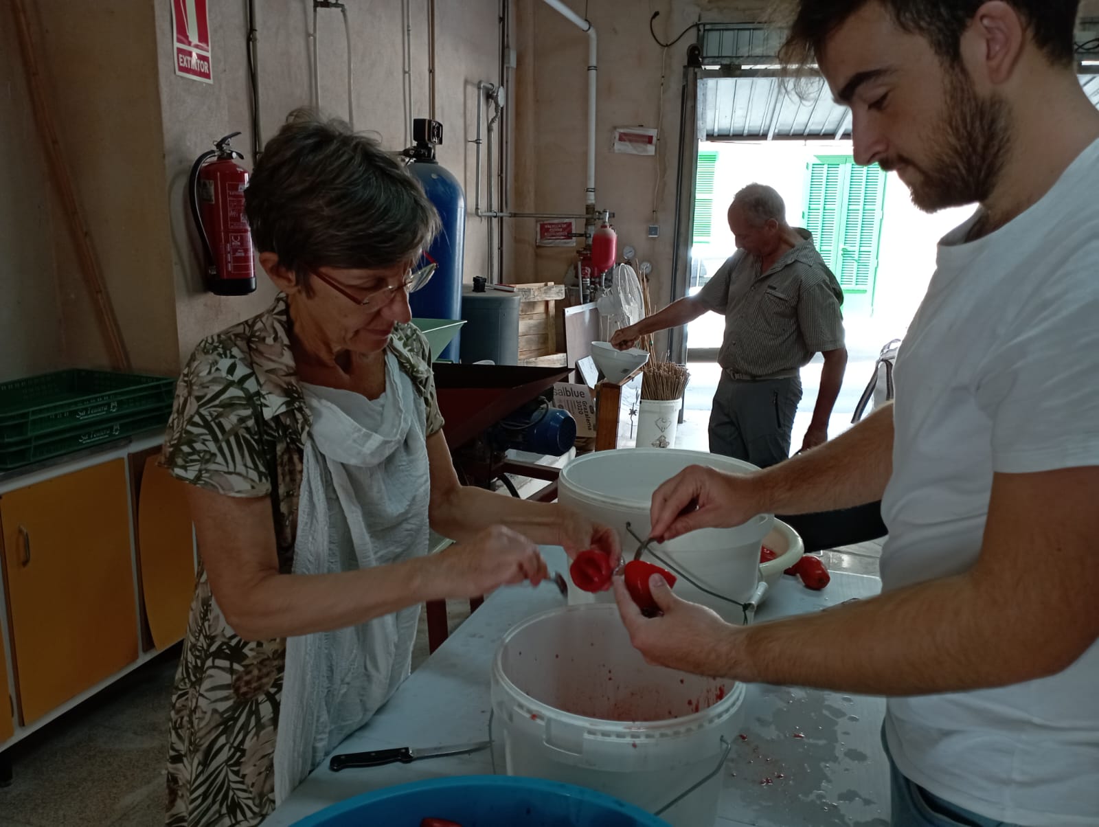 Ja ha començat l'extracció de llavor de tomàtiga a la seu de l'Associació,a Porreres/AVL