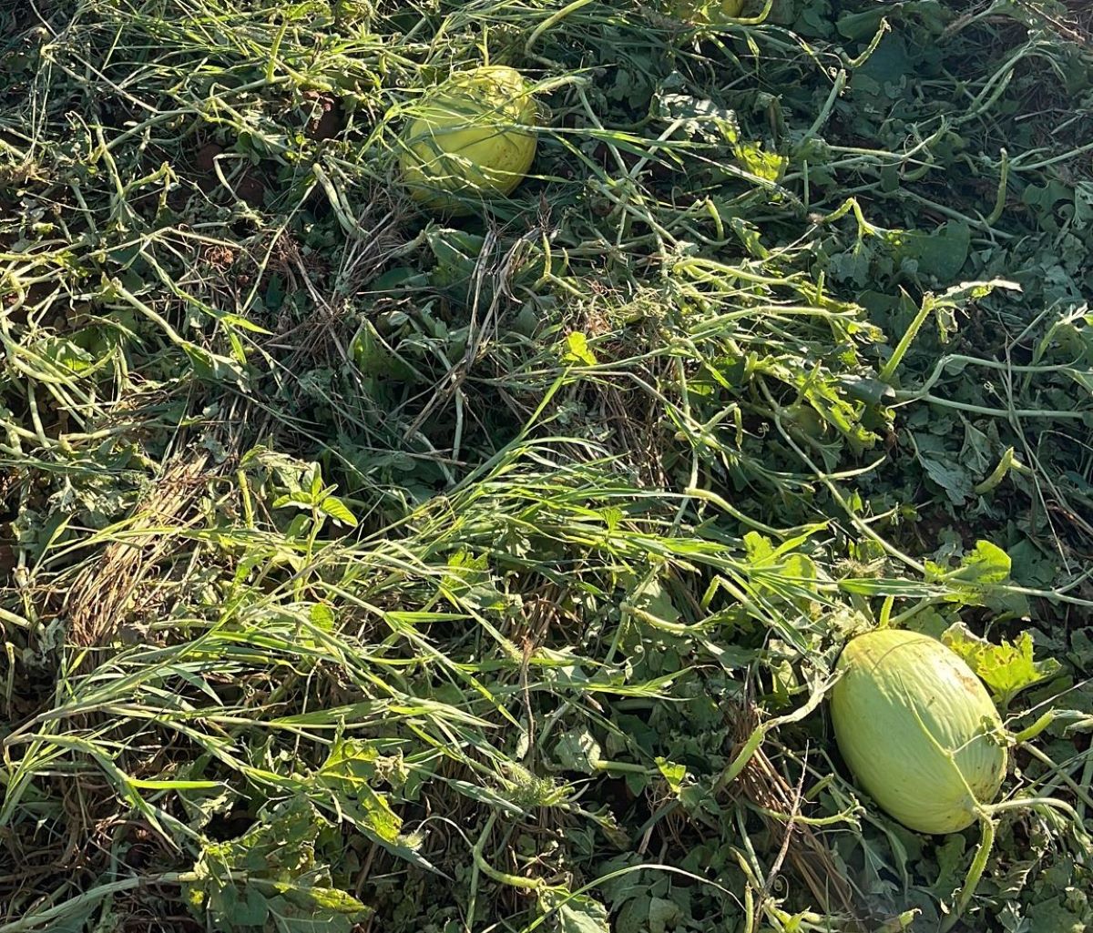 Els melons i carabassons han estat entre els cultius més damnats pel temporal/Cooperatives Agro-alimentàries