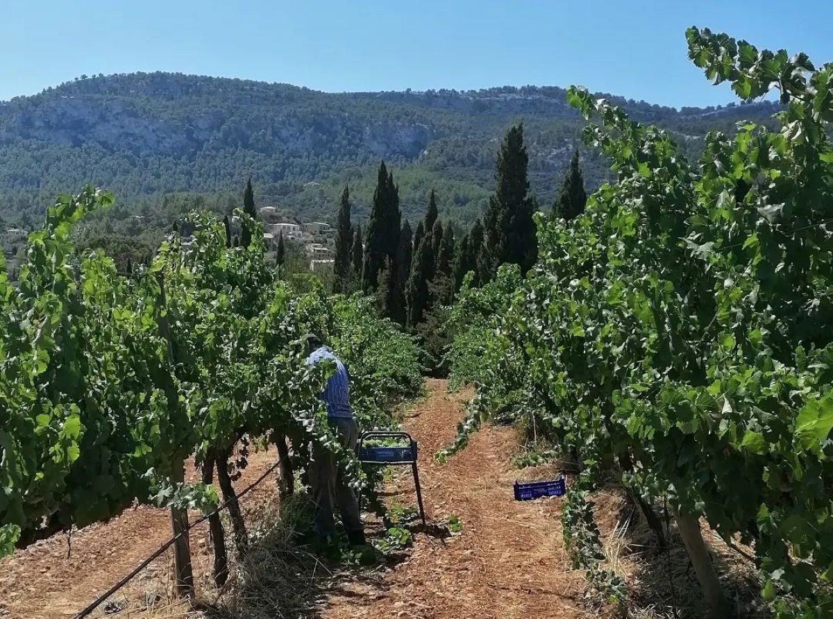 La producció de vi de qualitat entra dins les línies de suport del departament de Promoció Econòmica i Desenvolupament Local, del Consell de Mallorca/Son Puig