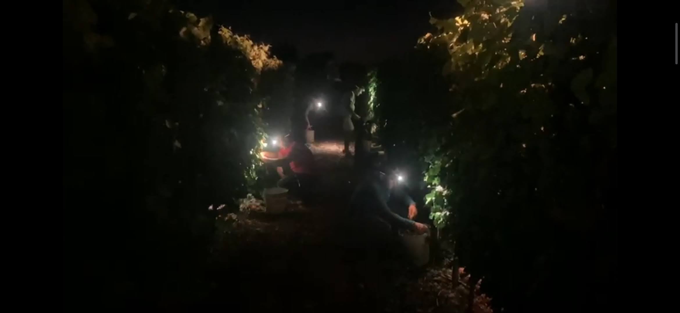 Santa Catarina ha marcat el ritme amb l'entrada del primer syrah de l'anyada/Bodega Santa Catarina