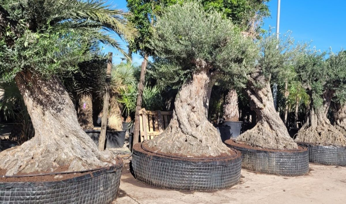 Les serps viatgen amagades en el pa de terra dels arbres, des de la Península/CAIB