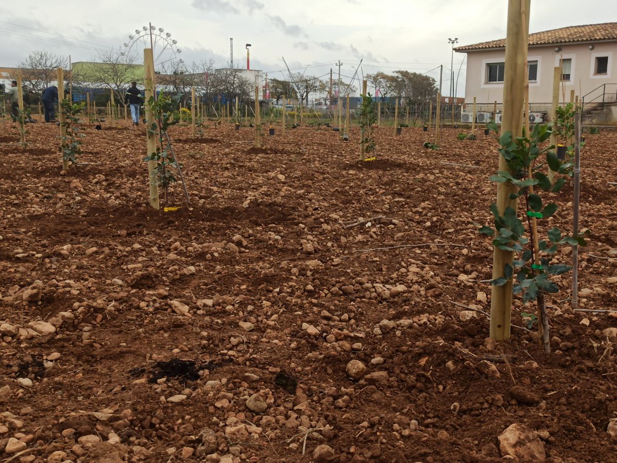 Agricultura analitza els resultats de les plantacions experimentals fetes per determinar les varietats de més rendiment/CAIB