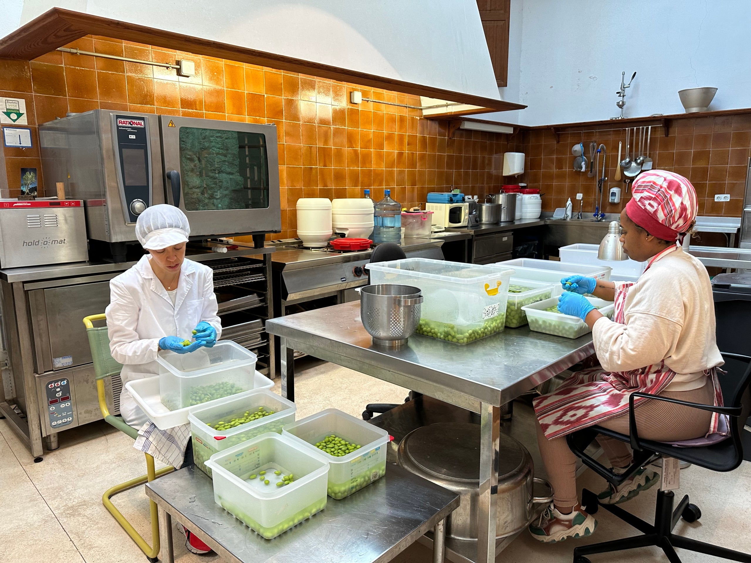 Satisfacció entre els productors d'oliva de taula de Mallorca per un any excepcionalment bo/DOP Oliva de Mallorca