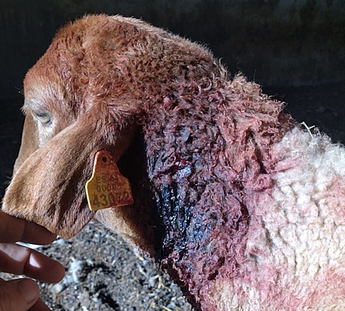 Els ramaders de bestiar oví calculen que ja els han mort un milenar d'animals a causa dels atacs del cans/Andreu Truyol vicepresident ORM
