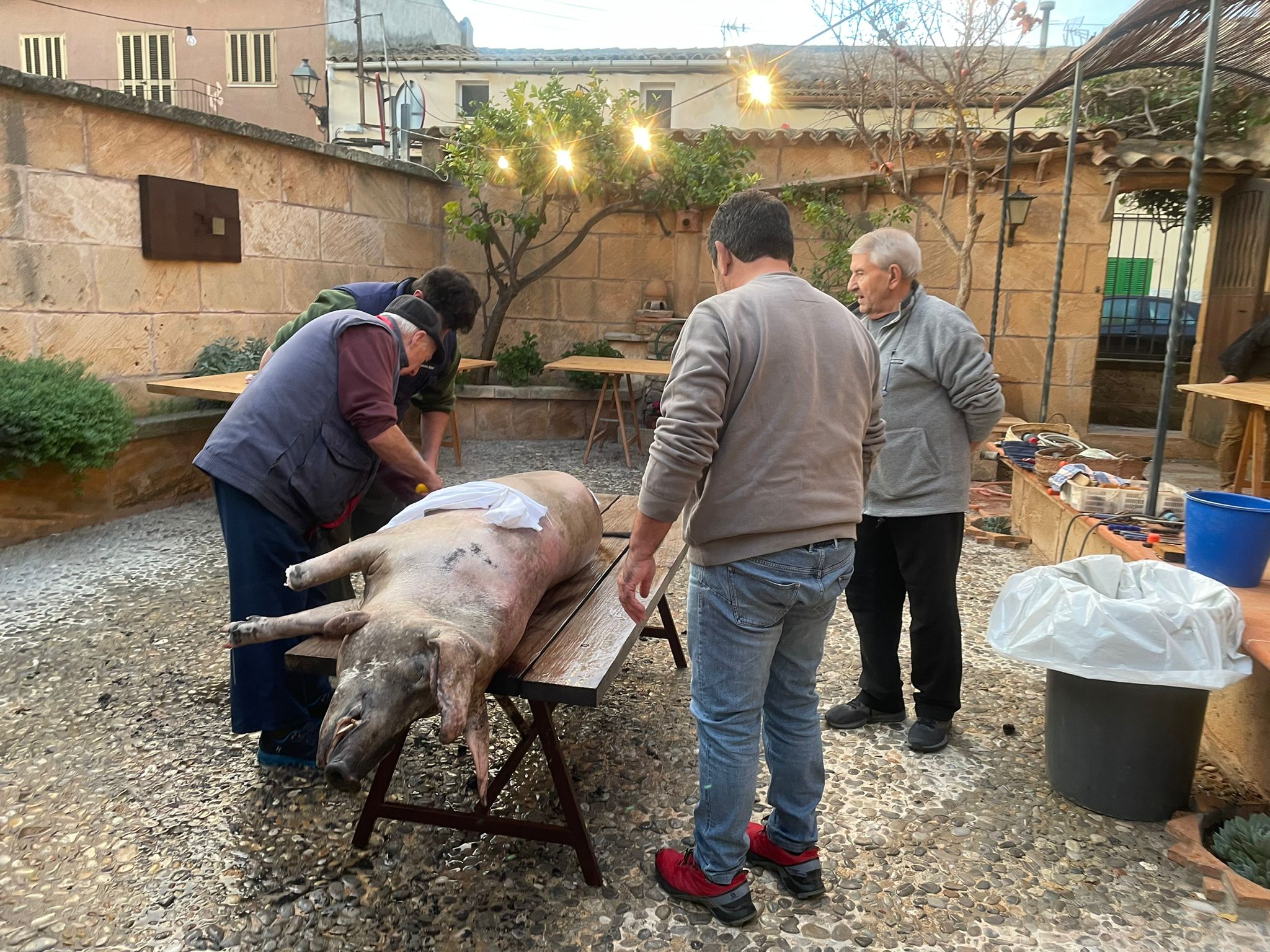 El porc feia 140 quilos i se'n varen fer  34 de sobrassada i 19 de botifarrons/Joan Margenats