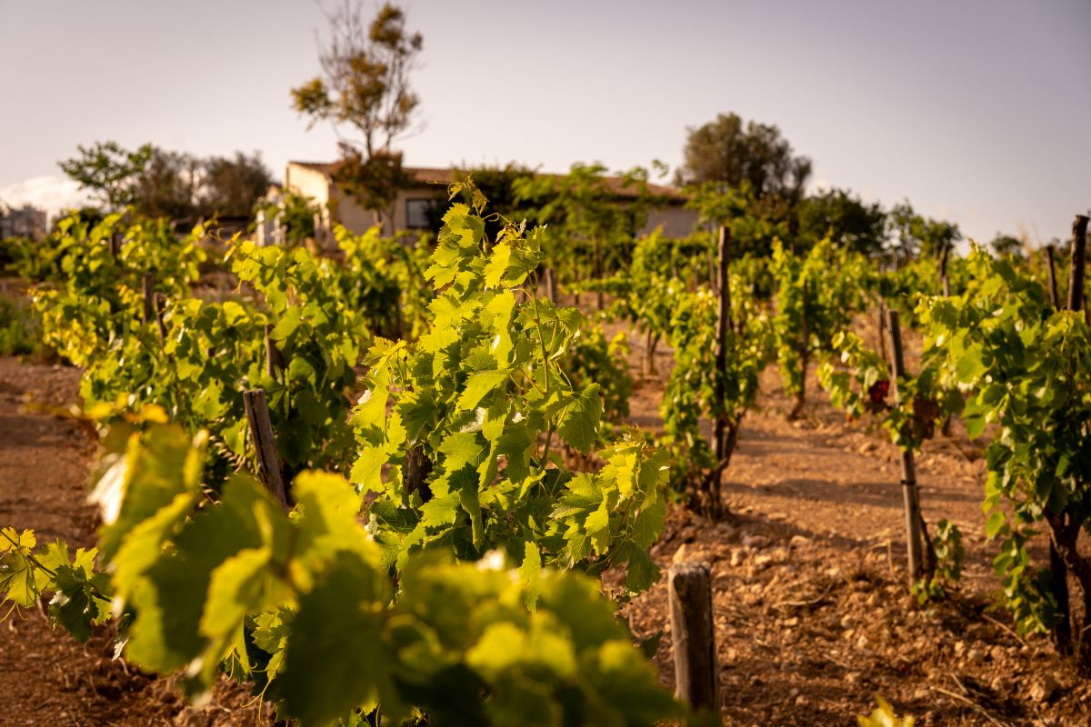 La vinya sobre la qual s'ha fet l'estudi, just davant del celler/Tarek Serraj
