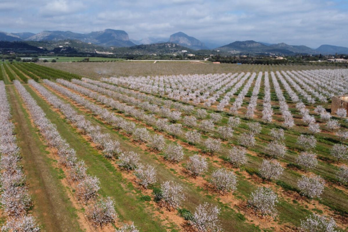 Noves plantacions d'ametllers que han renovat la producció d'ametlla mallorquina/IGP Ametlla de Mallorca