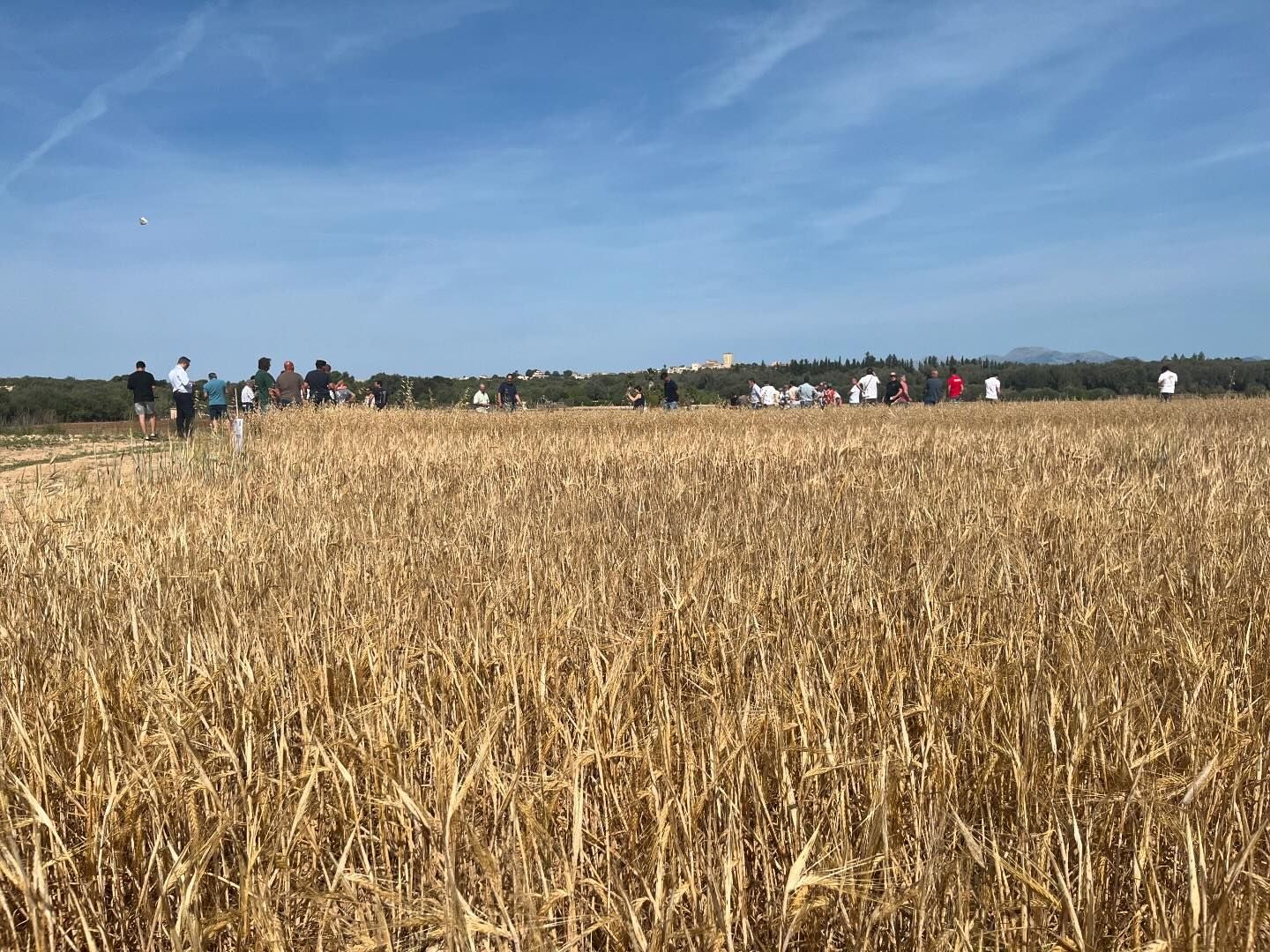 La producció de cereal ha baixat considerablement enguany i el rendiment econòmic ha estat inferior per causes especialment climàtiques/ASAJA BALEARS