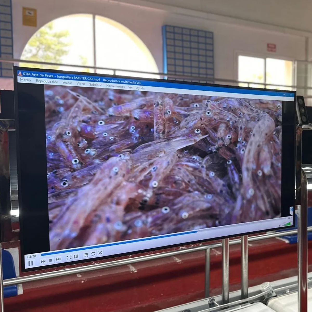 Els vídeos ja estan disponibles al canal oficial del Govern,. També es trobaran a plataformes digitals i es projectaran en esdeveniments locals relacionats amb la pesca artesanal/CAIB
