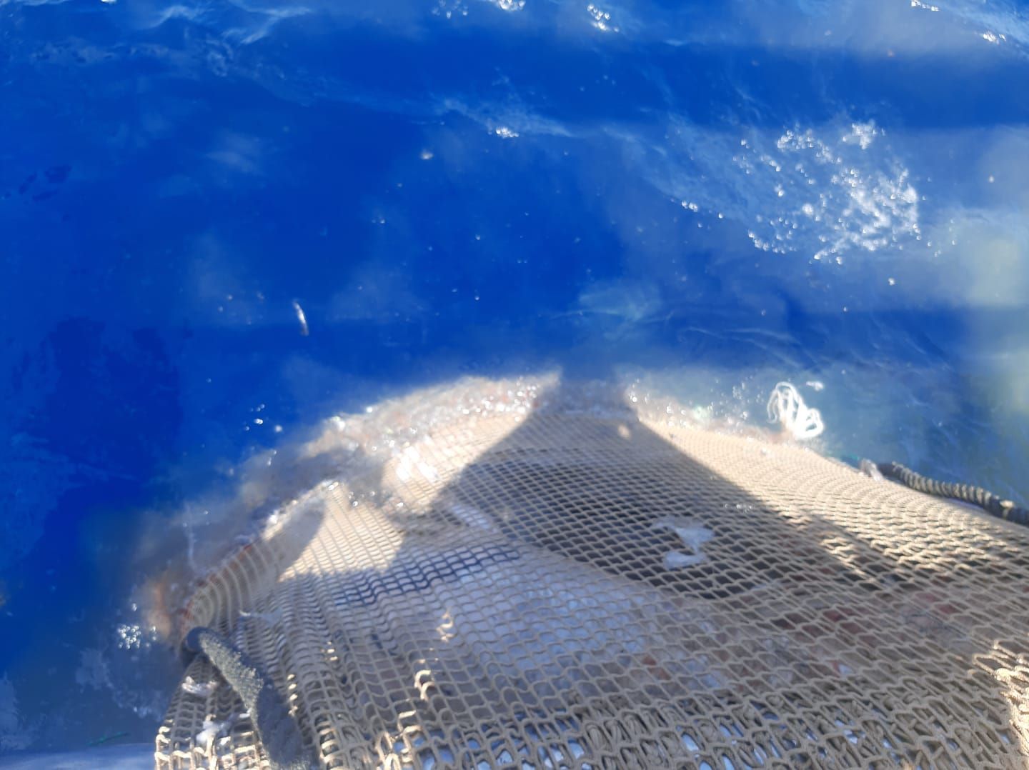 Els pescadors perden les captures del dia, quan es troben amb casos com el denunciat/Fundació Marilles 