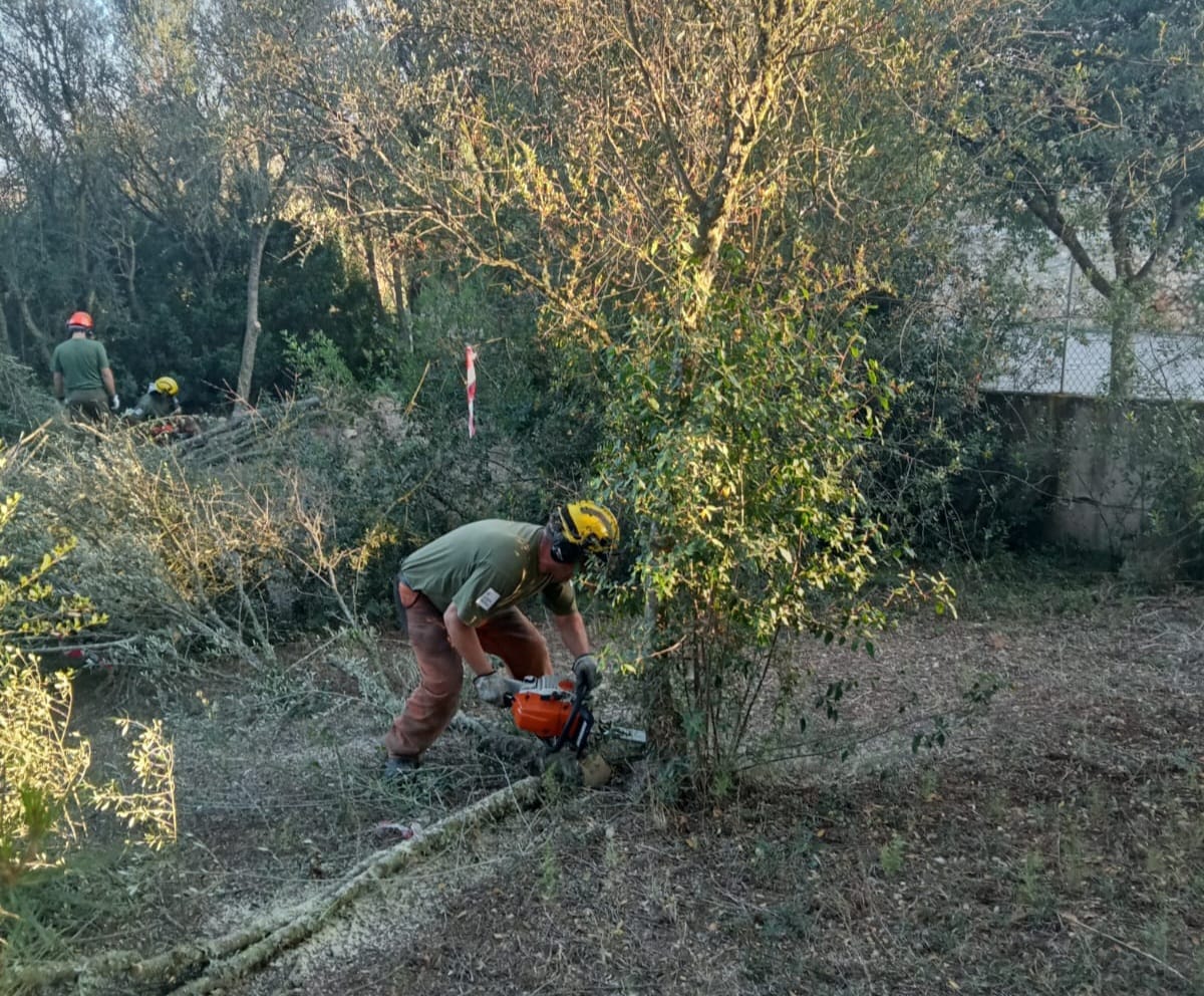 Efectius de l'IBANAT han eliminat els arbres afectats/CAIB