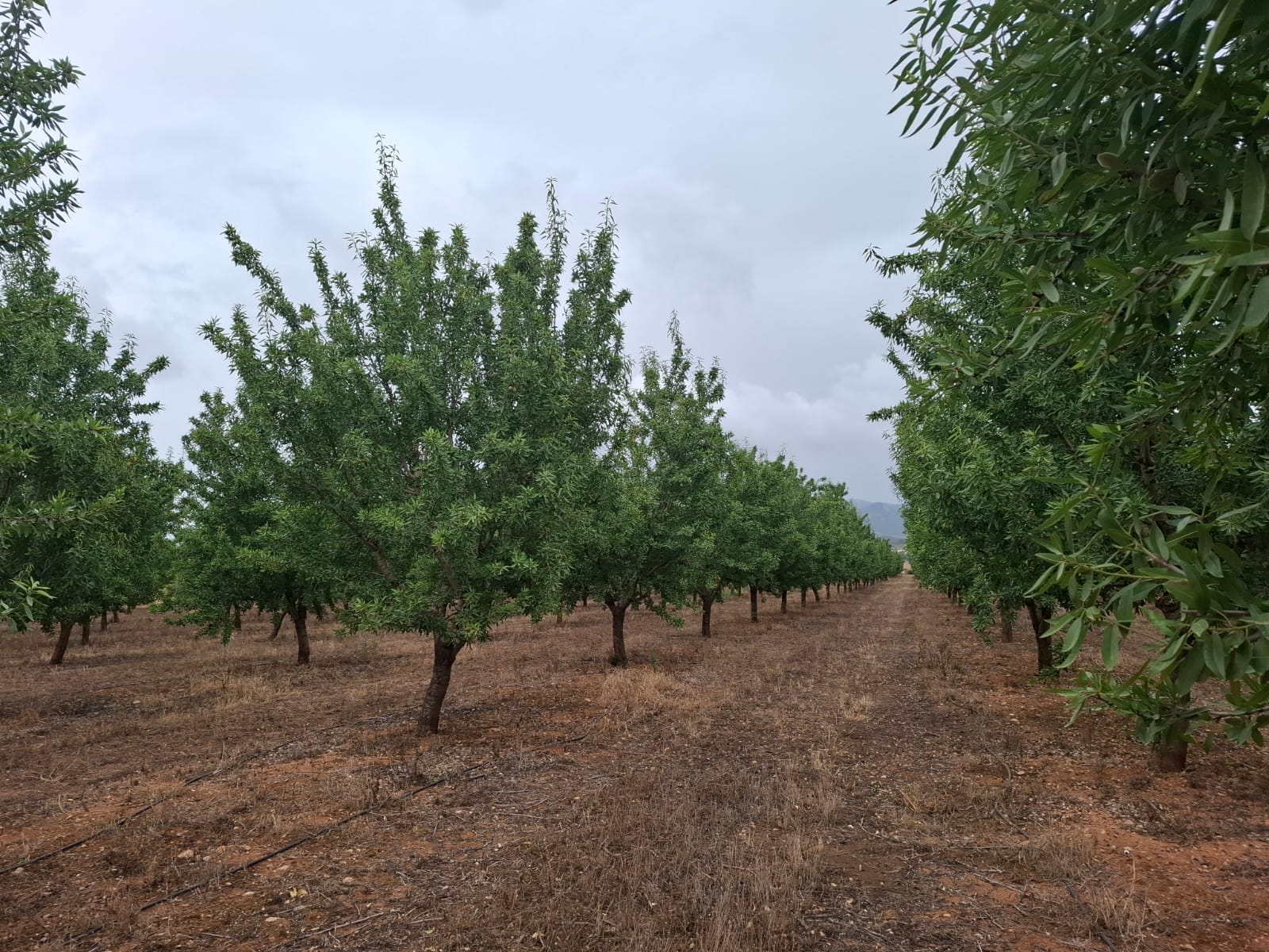 El suport a les noves plantacions es considera vital per la supervivència del sector/Cooperatives Agroalimentàries