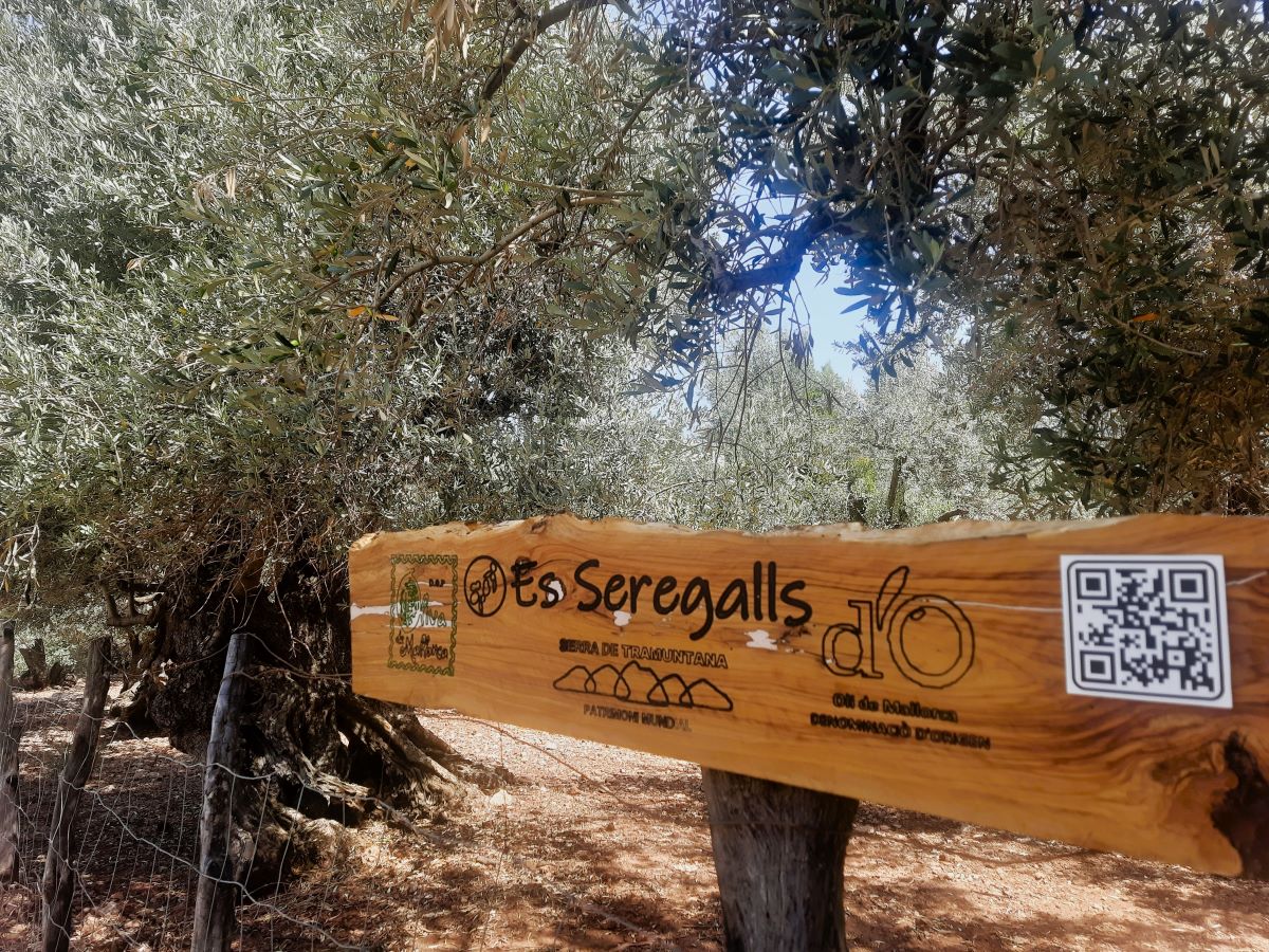 'Es Seregalls' s'ha convertit en un indret on fer una autèntica immersió en el cultiu tradicional de l'olivera de muntanya/Es Seregalls