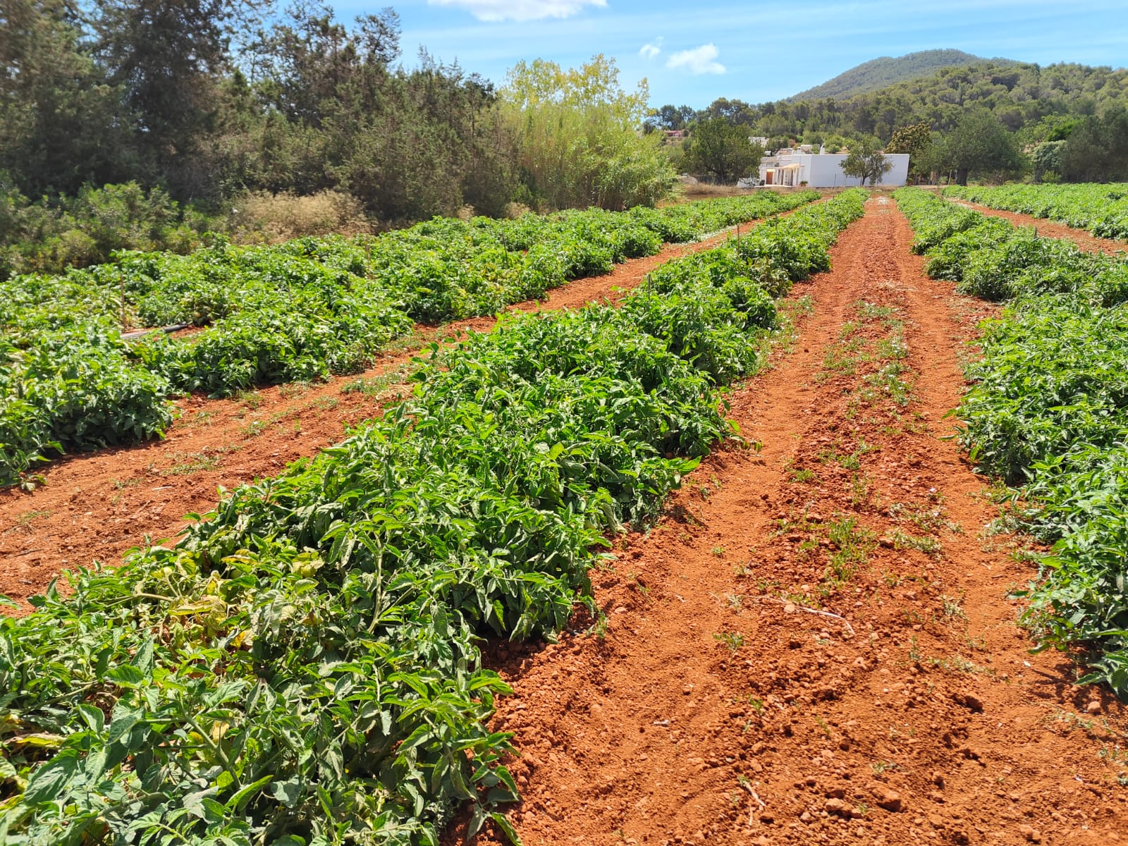 Reclamen el 25% de la recaptació de l'Impost de Turisme Sostenible per finançar projectes a fora vila/Cooperatives Agroalimentàries
