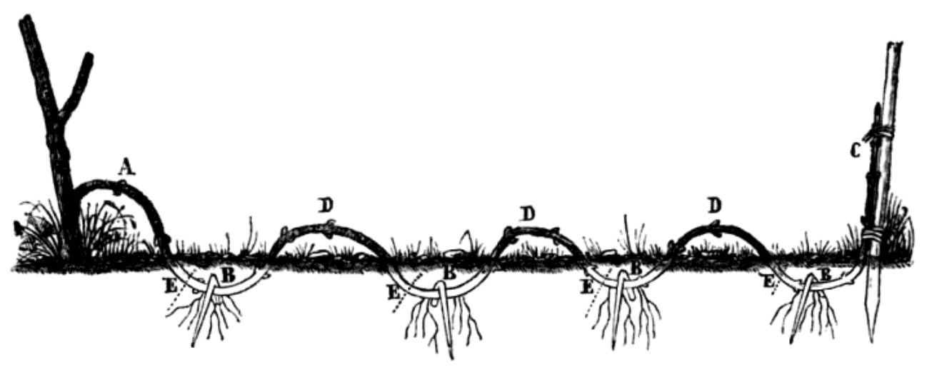 Tècnica del murgonat | Alphonse du Breuil (1811-1885), a 'Cours élémentaire théorique et pratique d'arboriculture' 