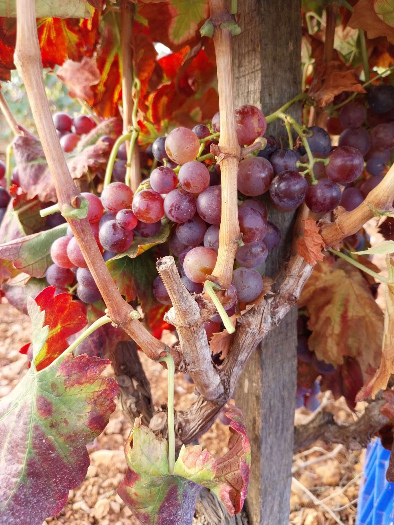 Rescatada els darrers anys, l'Escursac obtingué l'autorització per vinificar el 2016/C.B