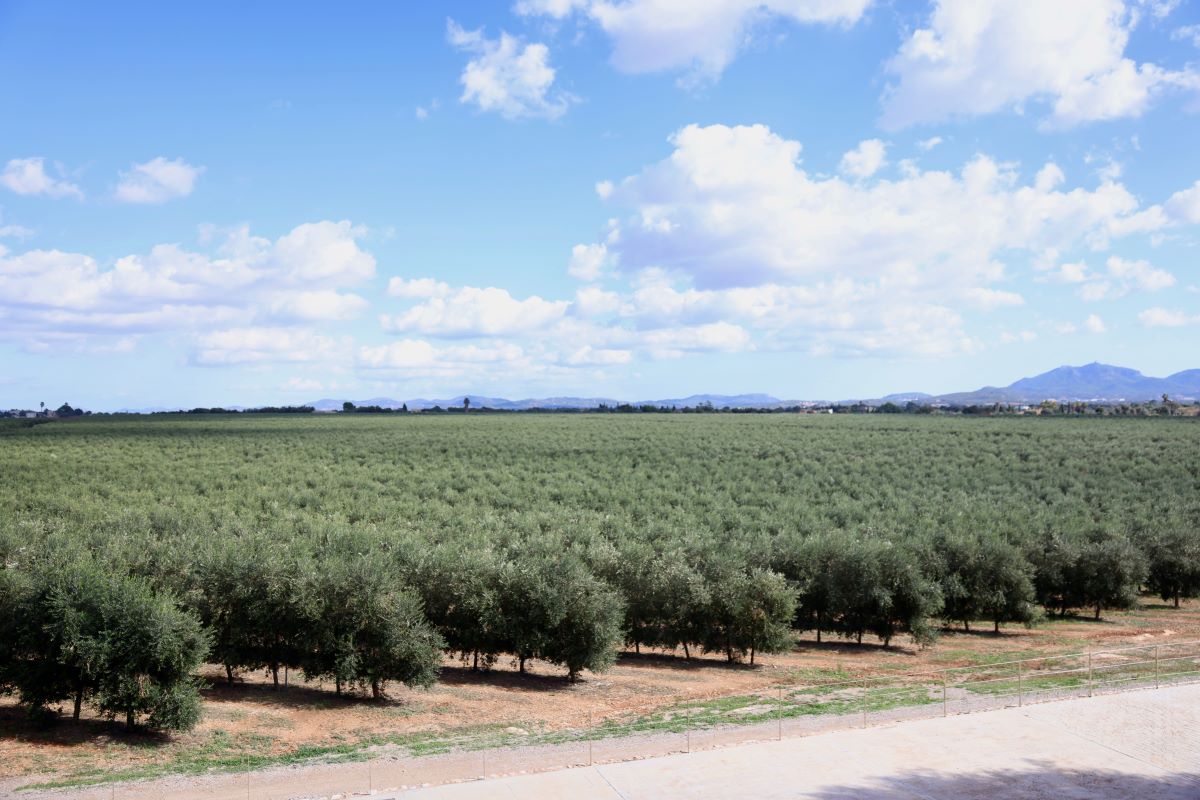 Les oliveres del Pla de Mallorca salvaran la collita, si no es desbarata en les setmanes que venen/Son Mesquidassa