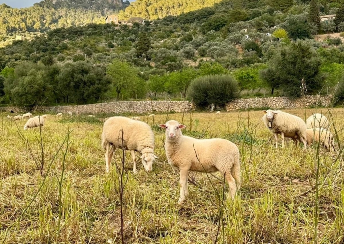 La llengua blava és una malaltia vírica que tan sols afecta els remugants | CAIB