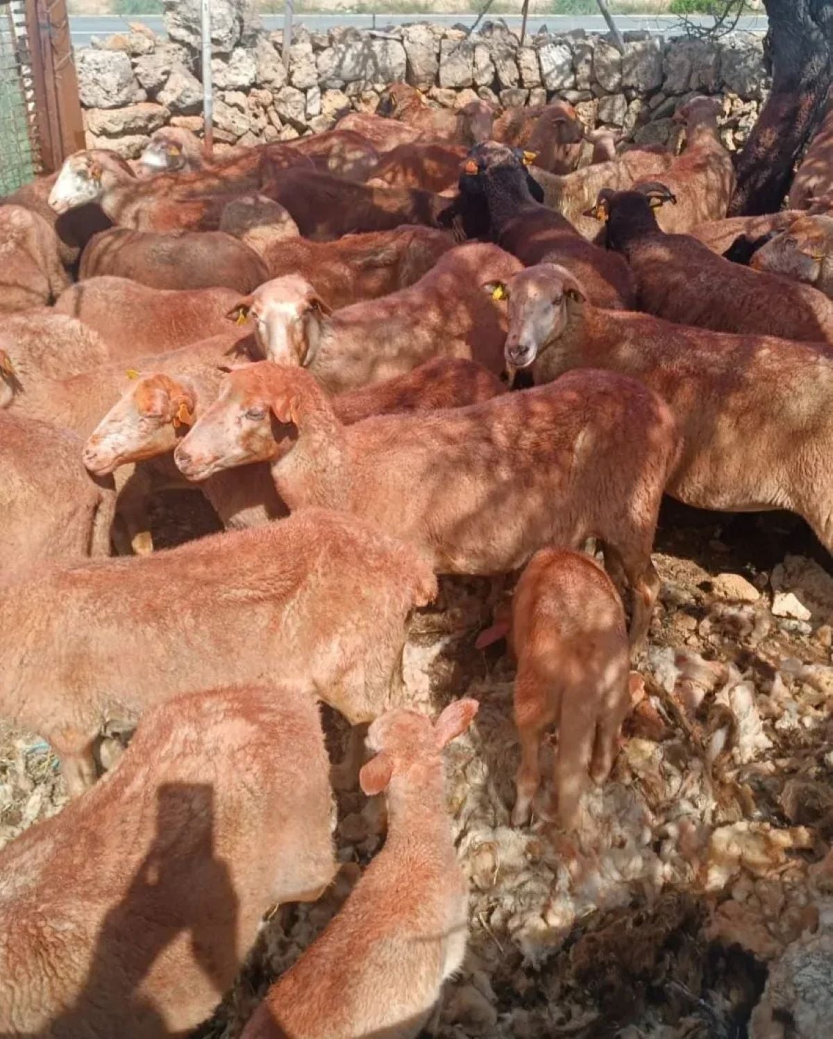 La protecció contra els insectes que procura l'almangra ha estat una manera tradicional de lluitar contra la transmissió de malalties entre el bestiar/APAEMA 