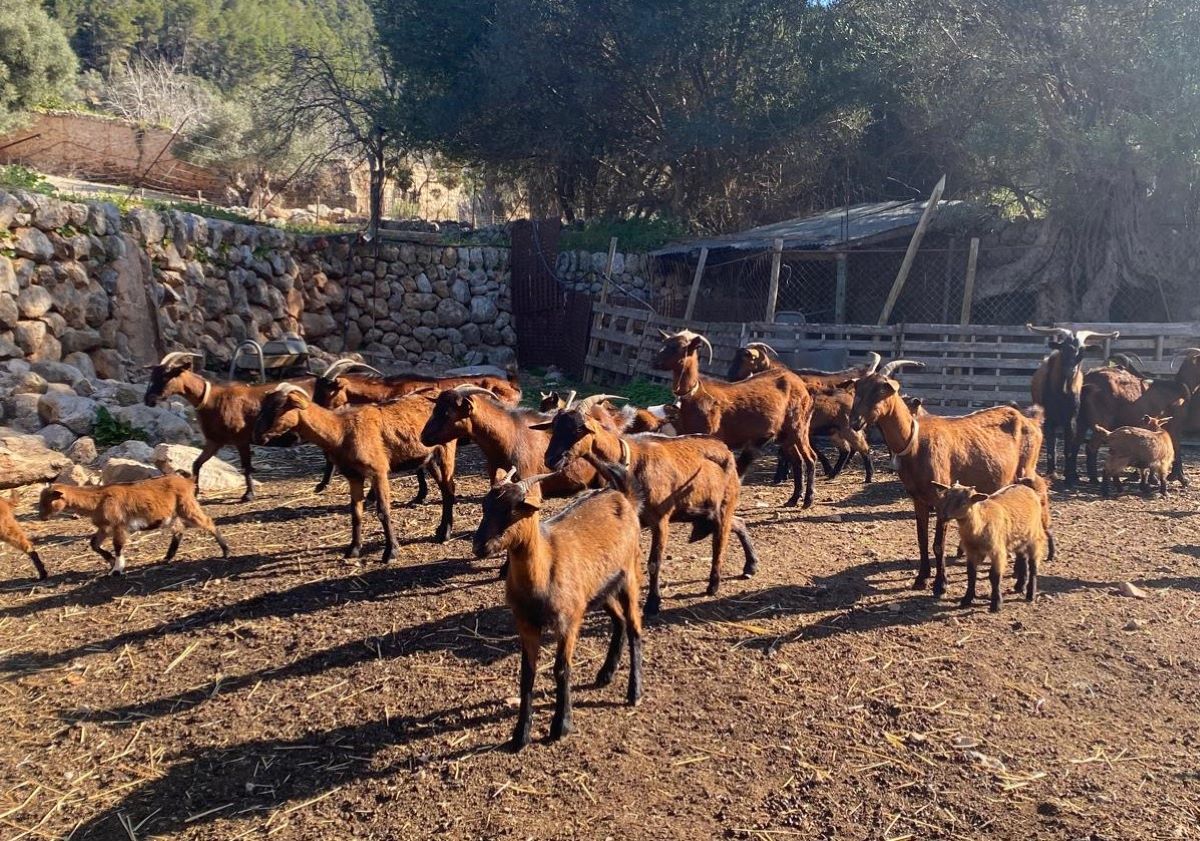 La Llengua Blava només afecta els ramats de remugants i no s'encomana als humans/CAIB