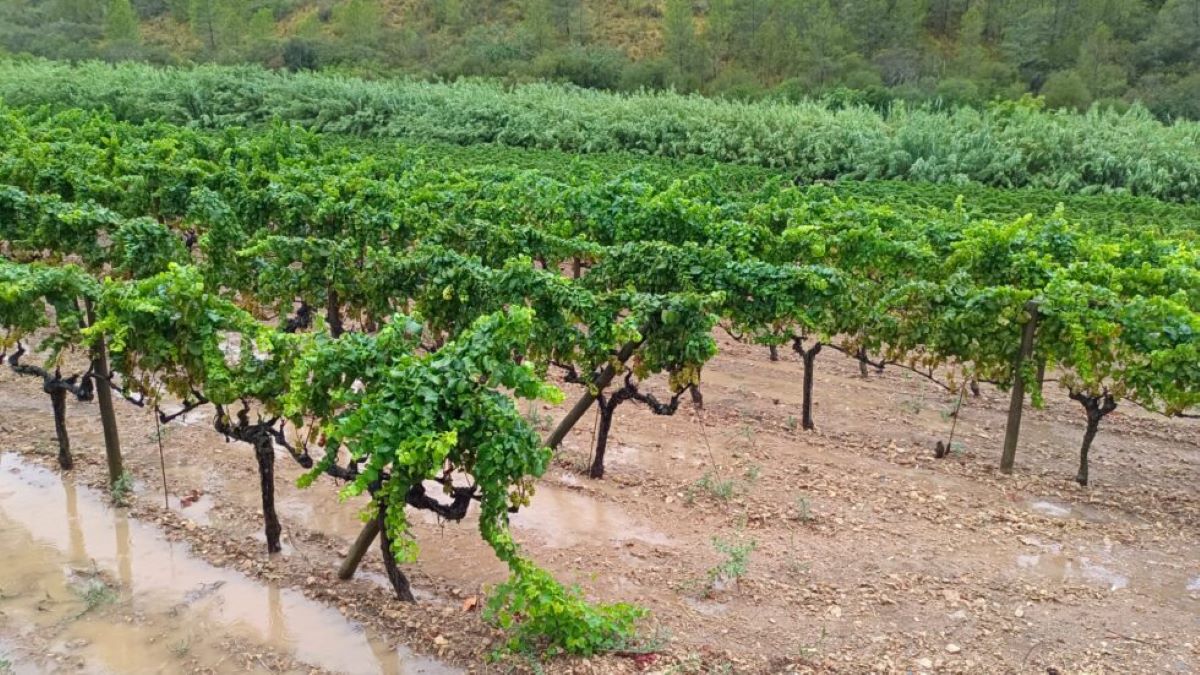 La manca d'aigua ha condicionat la producció aquesta anyada al Pla i Llevant/DO Pla i Llevant