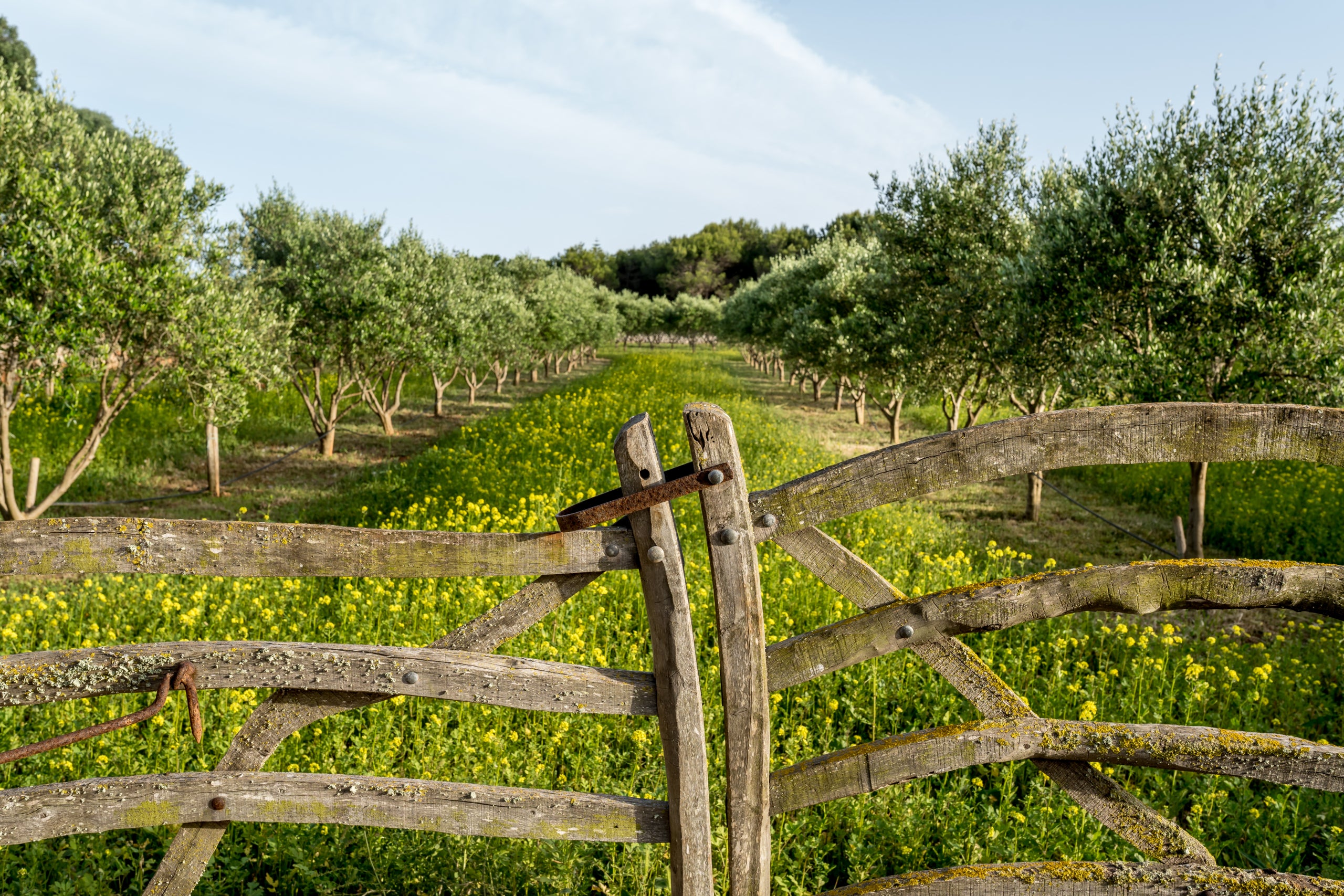Imatge d'un cultiu d'oliveres