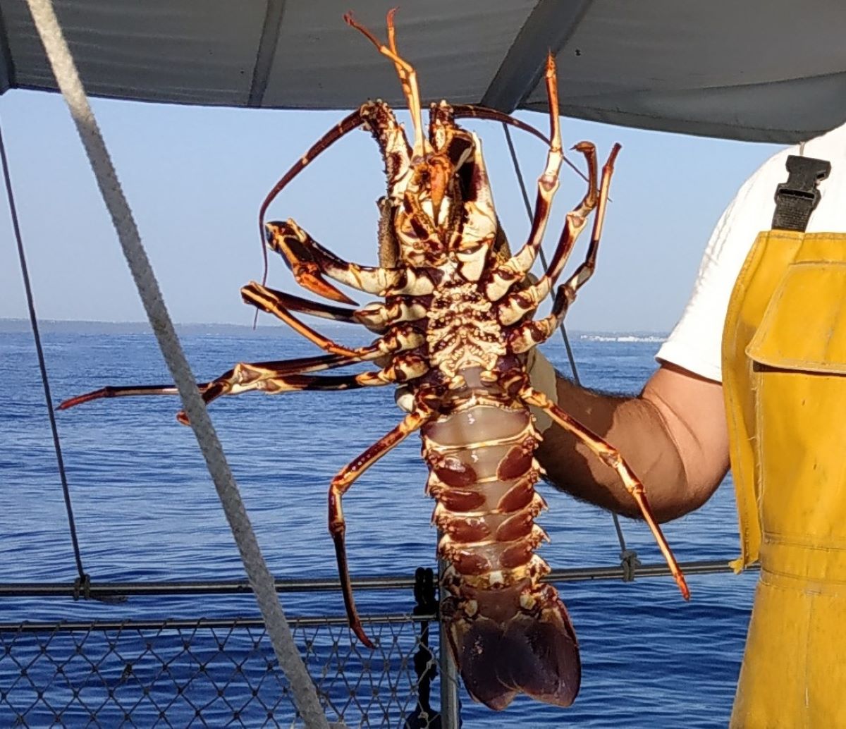 La pesca de llagostes és una de les principals activitats de la flota d'arts menors de les Illes Balears/CAIB
