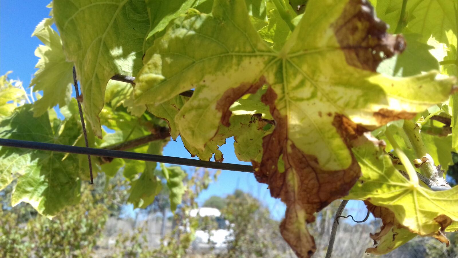 La temuda xylella fastidiosa està darrere la malaltia de Pierce/CAIB