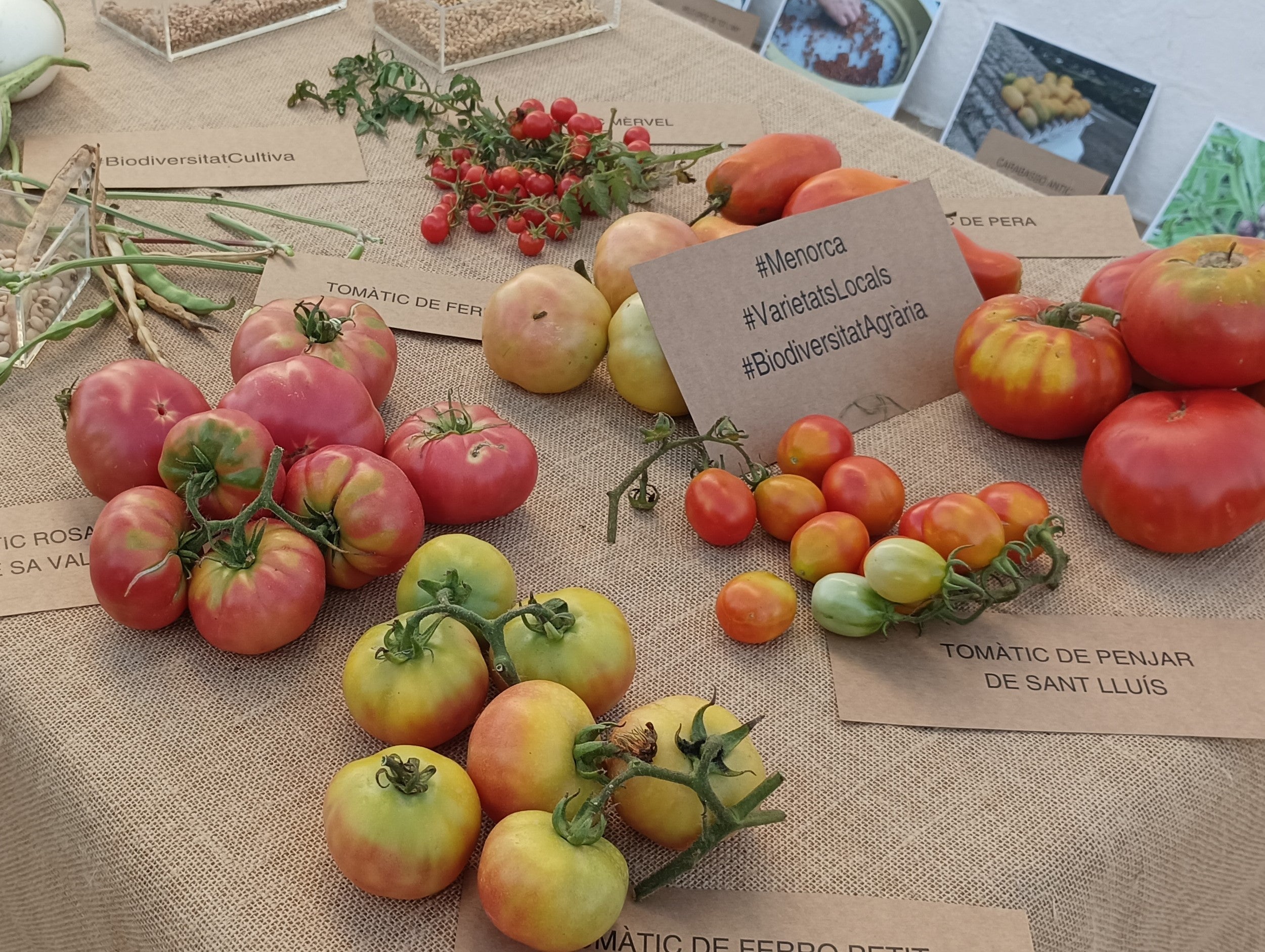Diferents varietats de tomàquets autòctons de Menorca / Cedida