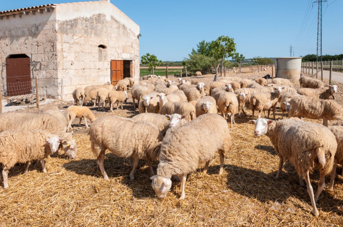 Es controlarà l'entrada d'animals procedents del continent per evitar un nou brot de la malaltia/CAIB