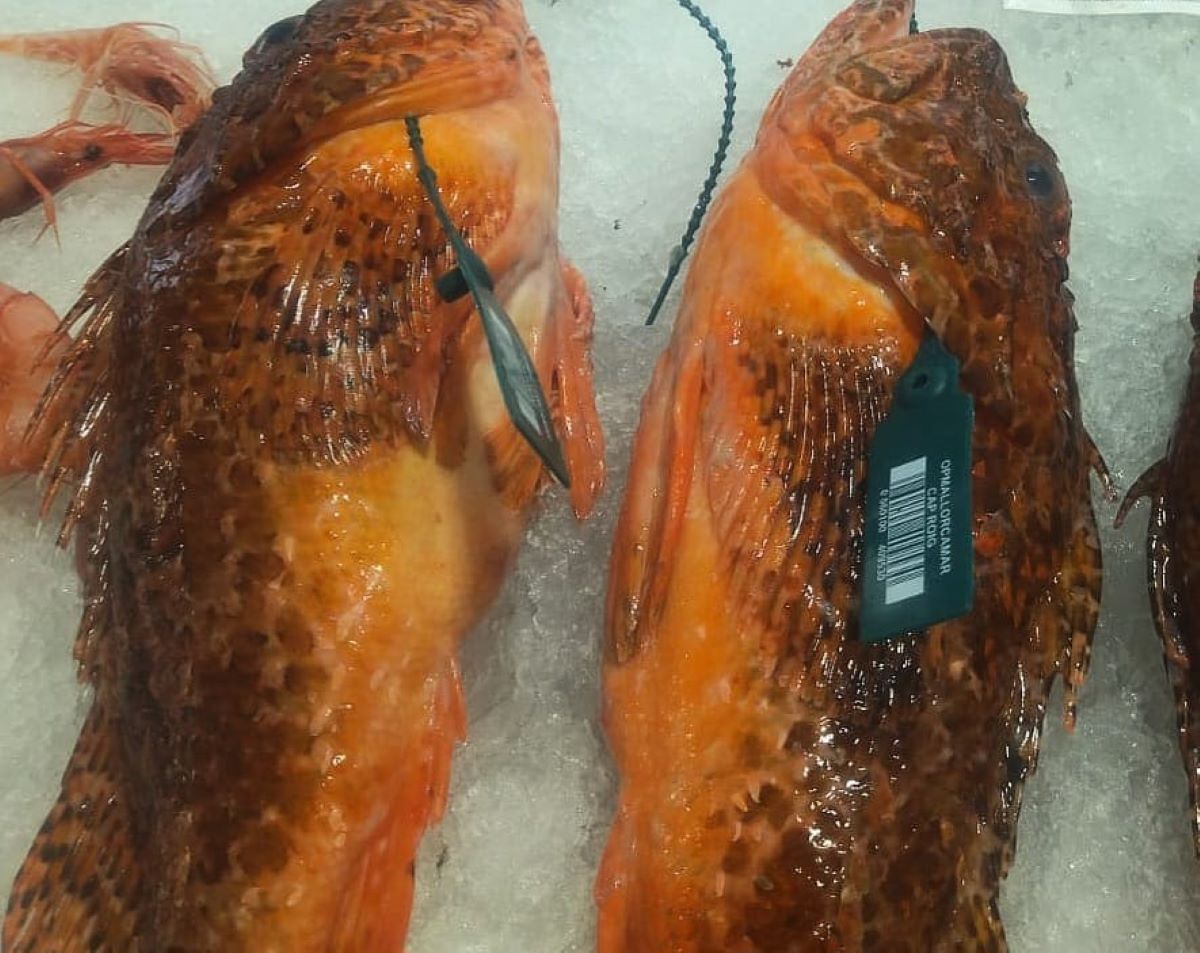 L'infractor va proporcionar dades falses respecte dels peixos capturats/CAIB
