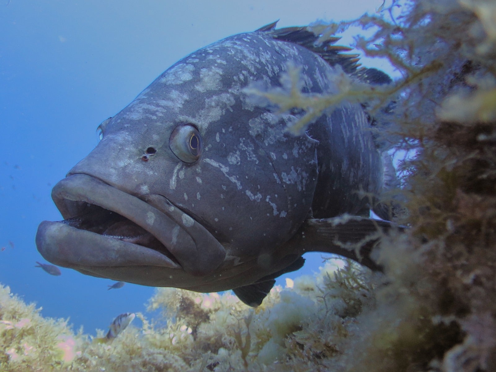  La mesura afecta a totes les espècies d'anfós, tant l'Epinephelus spp. com el Mycteroperca rubra, conegut com a Anfós bord/CAIB