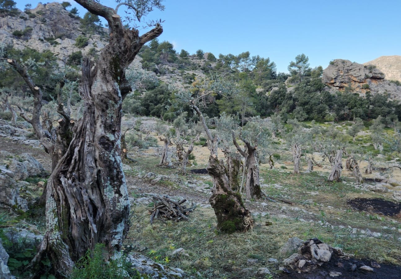 Les Illes Balears guarden un valuós patrimoni vegetal on destaquen les varietats tradicionals d'olivera, que ara s'investiguen/CAIB