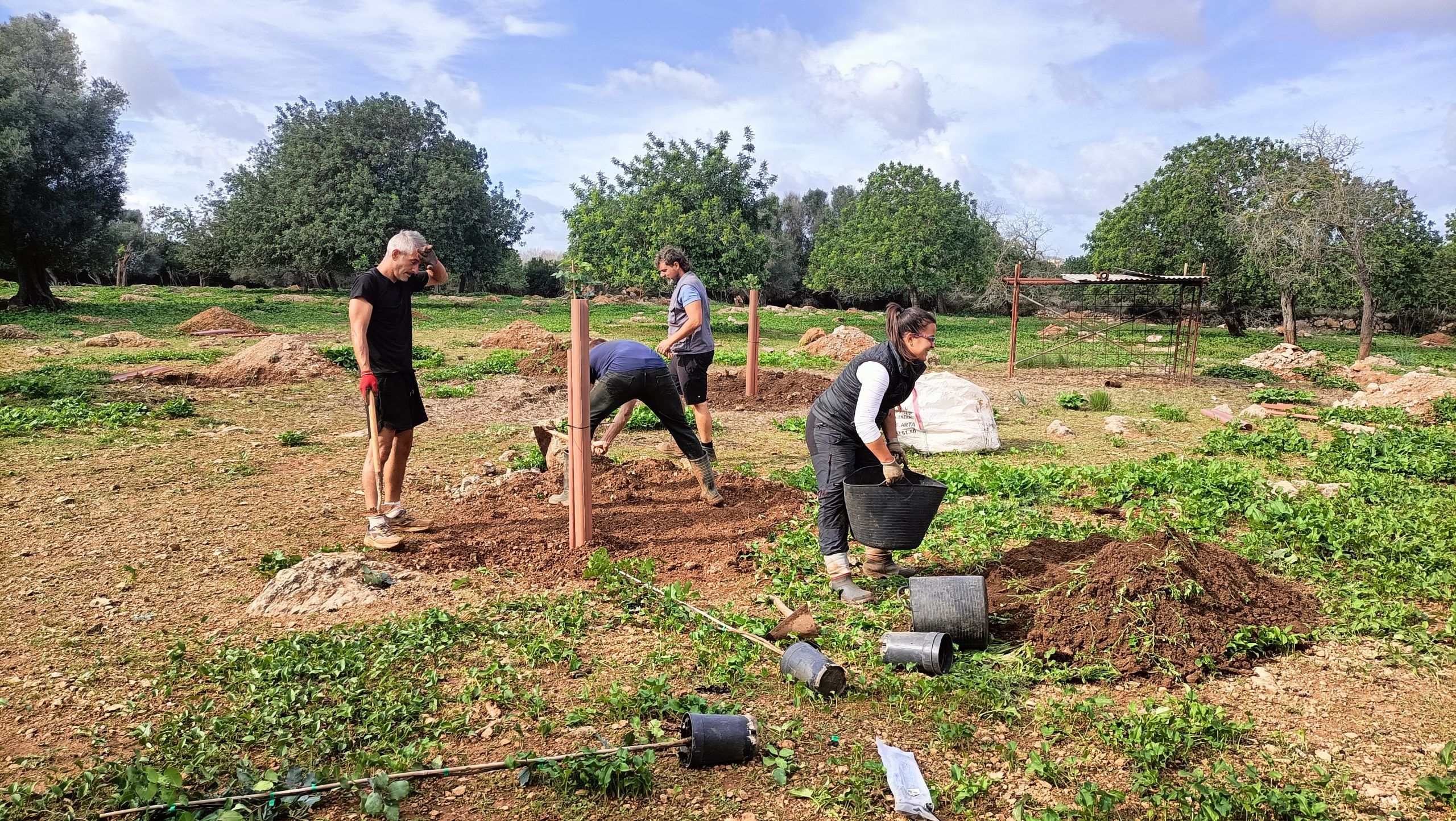 Un balanç molt positiu amb la plantació d'oliveres (345), garrovers (203), ametllers (148) i albercoquers (30), acompanyats d’una diversitat de fruiters com figueres, cítrics i altres varietats adaptades al clima mediterrani/APAEMA