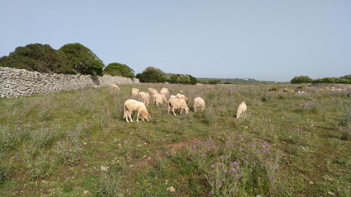 Imatge d'algunes ovelles de Menorca / Cedida