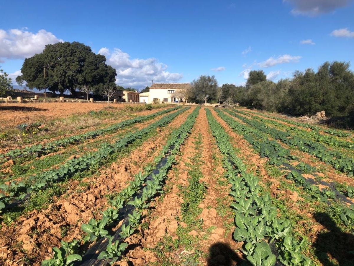 El dia 13 d'abril es farà la XVIII Diada de l'agricultura ecològica a Porreres, enguany dedicada a reflexionar sobre el canvi climàtic/APAEMA