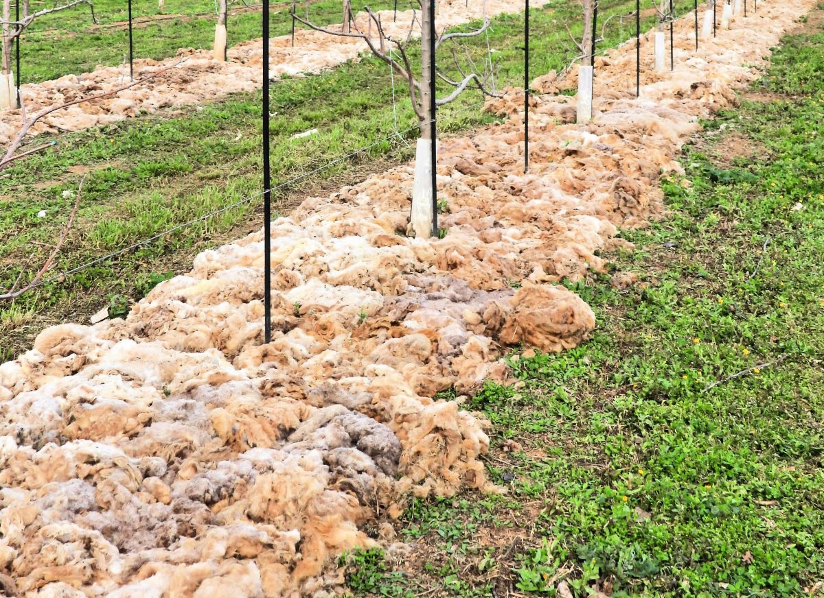 A les finques de fruiters d'Agromart han optat per provar aquest sistema d'encoixinat amb llana de rebuig pels seus avantatges/AGROMART   