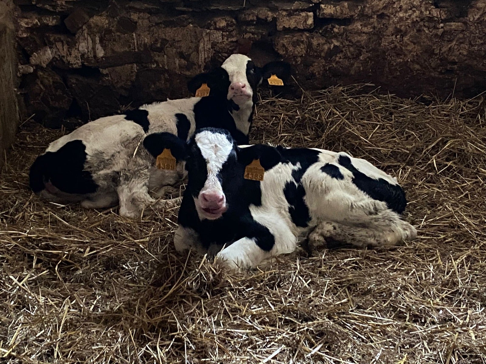 Imatge d'una vaca a un prat de Menorca / Cedida
