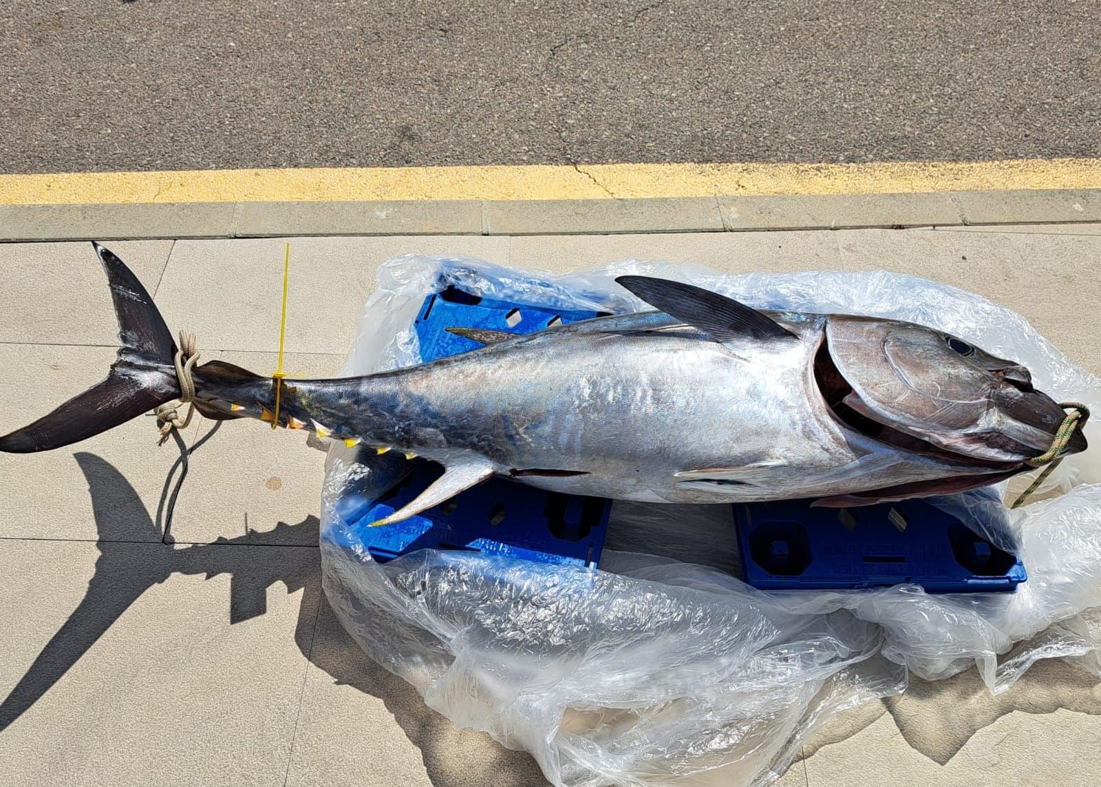 La tonyina té una quota de pesca d'unes 50 tones anuals a les Illes Balears/CAIB