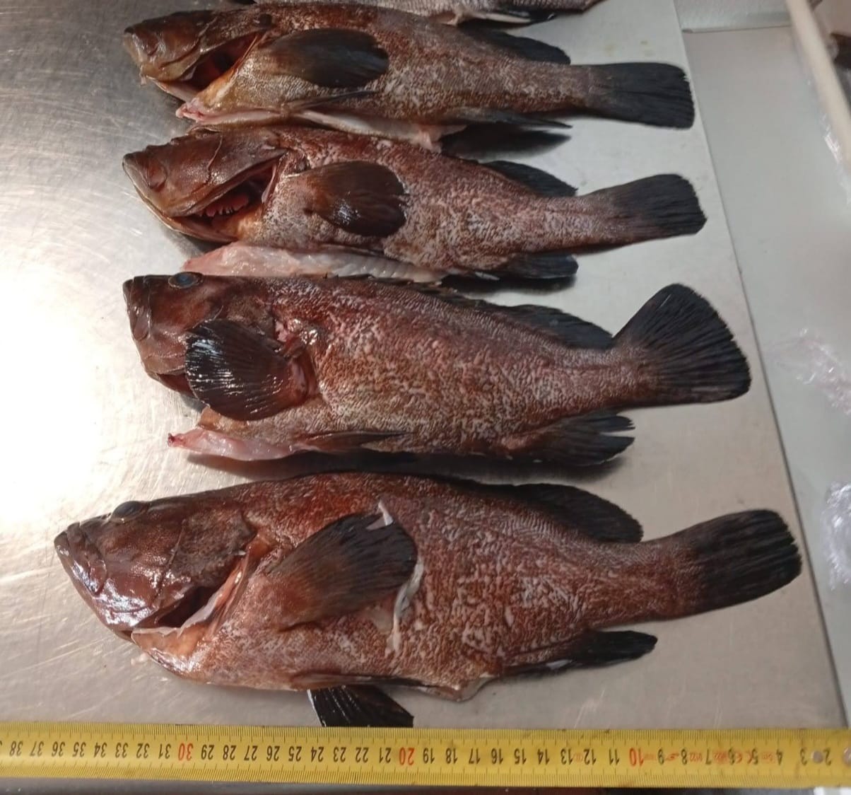Imatge dels peixos confiscats a un restaurant d'Eivissa per tinença il·legal / Cedida