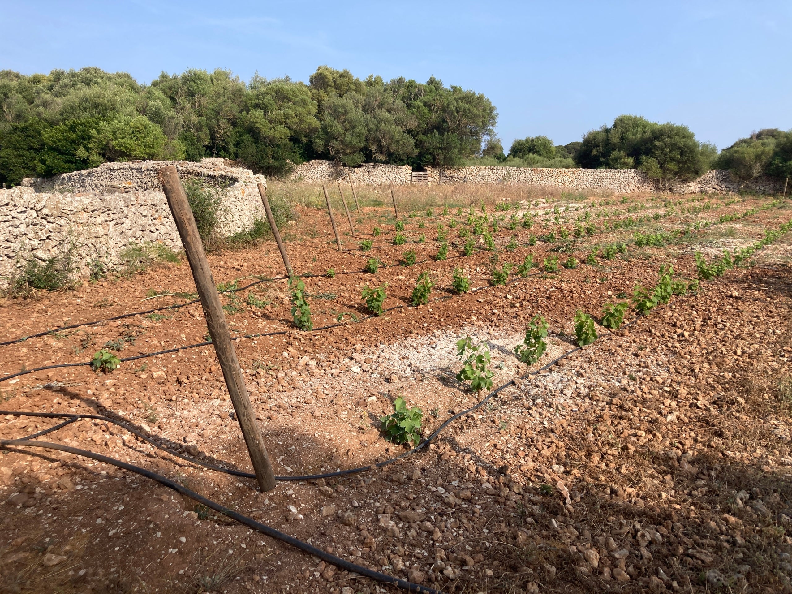 Les vinyes del celler Son Cremat, a Menorca / Cedida